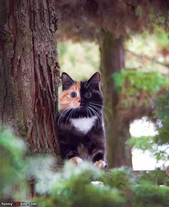 A 2 Faced Cat