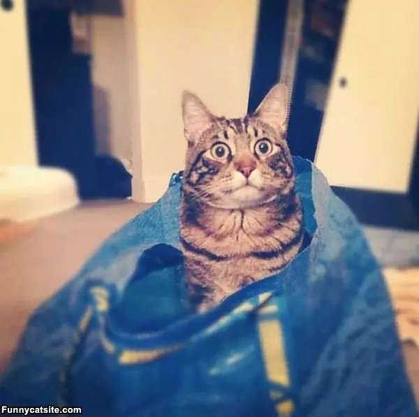 Serious Face Cat