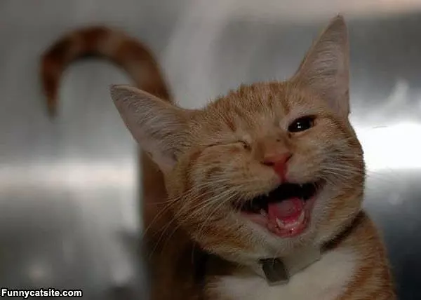 Wink Wink Cat