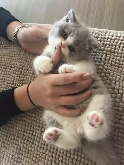 Kiss It