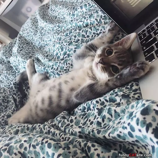 Put The Hands Up