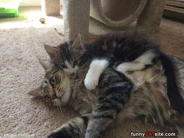 Cuddling Cats