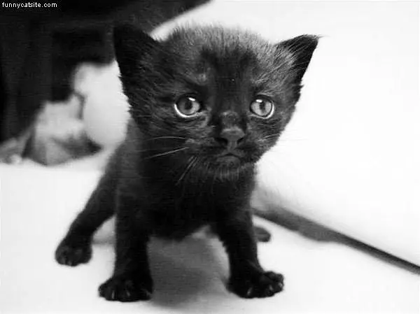 Cute Black Kitten