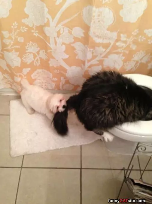 Get Out Of There Cat