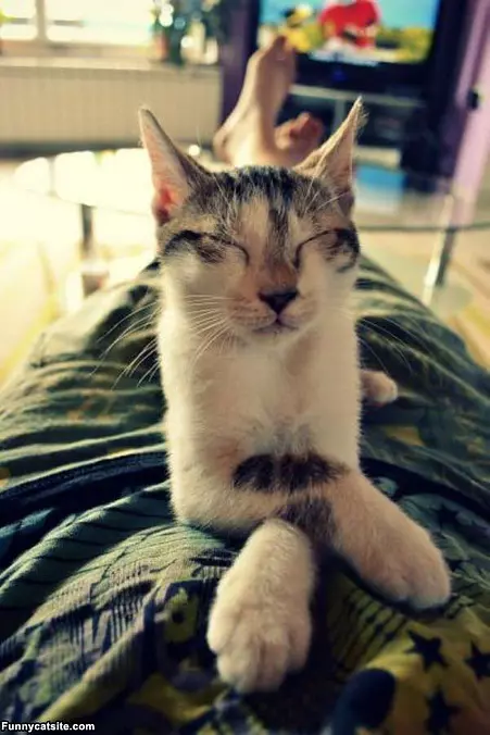 This Is How I Sits