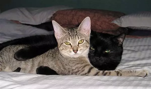Forbidden Loves