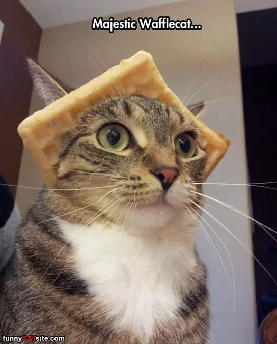 Majestic Wafflecat