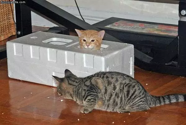 Cat Hid And Go Seek
