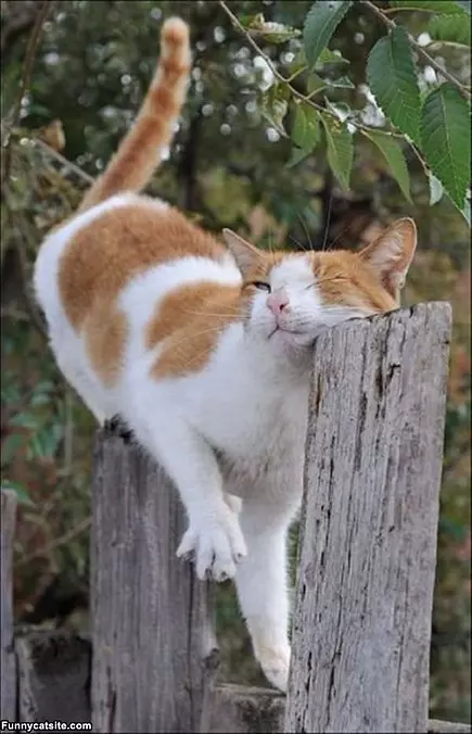 Rubbing The Post
