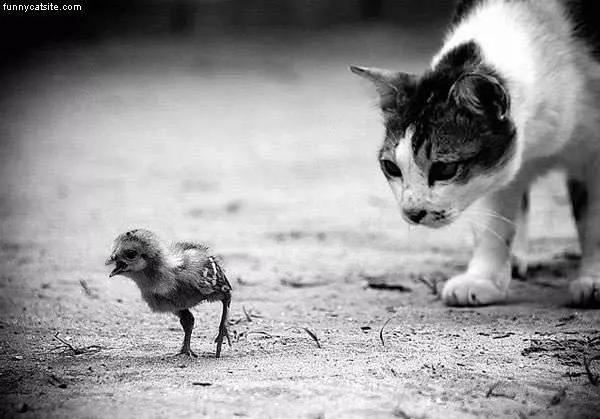 Cat Stalks Its Next Meal