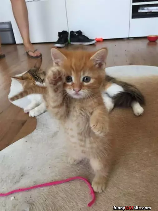 Paw Up