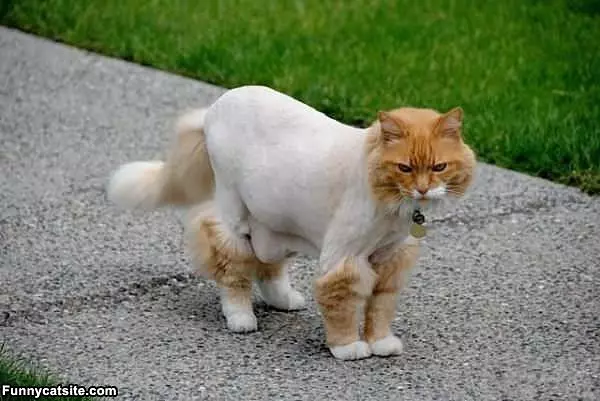 I Had A Shave