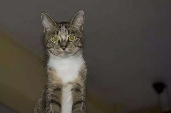 Big Eyes
