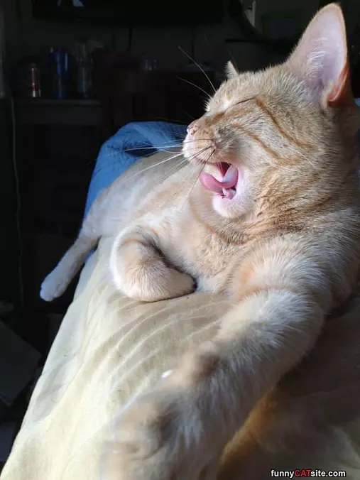 Extra Lazy Day