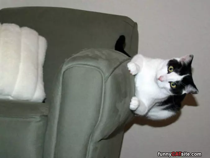 Sideways Cat