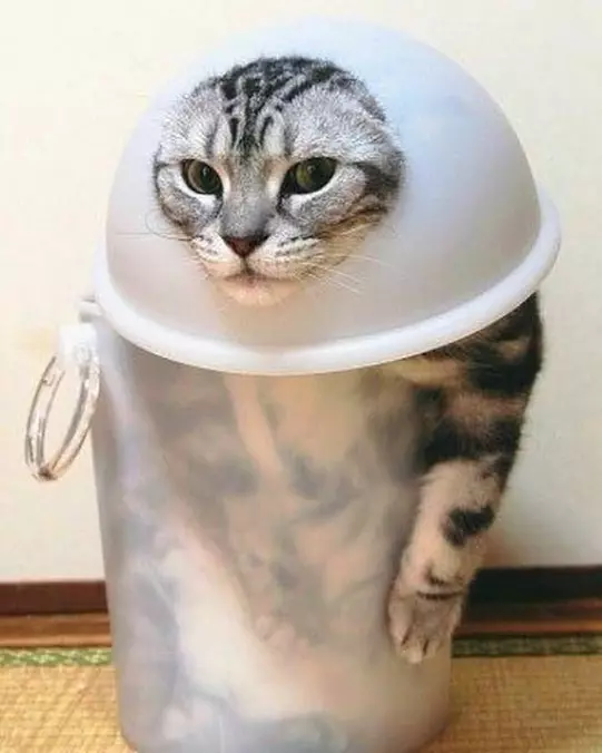 One Trash Cat Of Cat