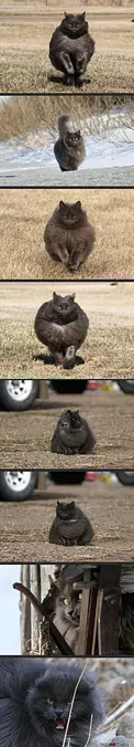 As Majestic As This Cat