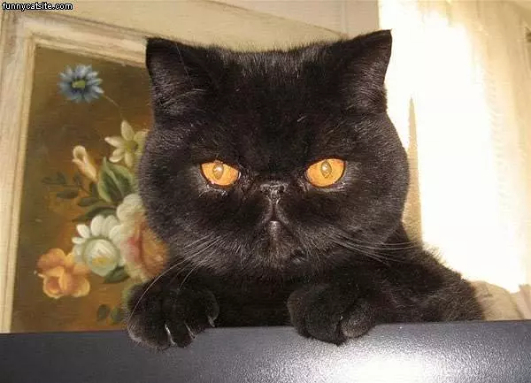 Funky Cat
