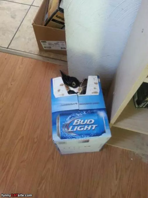 This Box Will Do