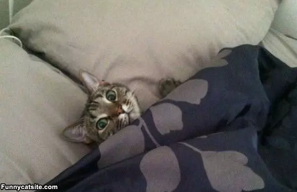 Tucked In Nice