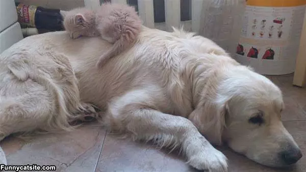 Just Asleep On My Bed
