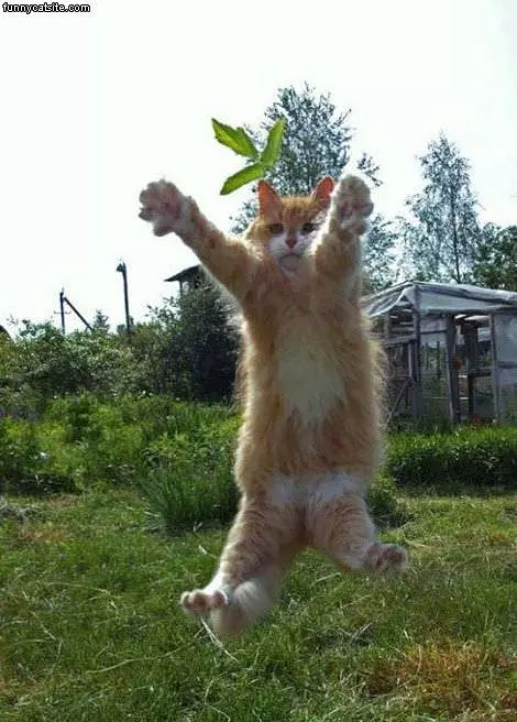 Funky Flying Cat