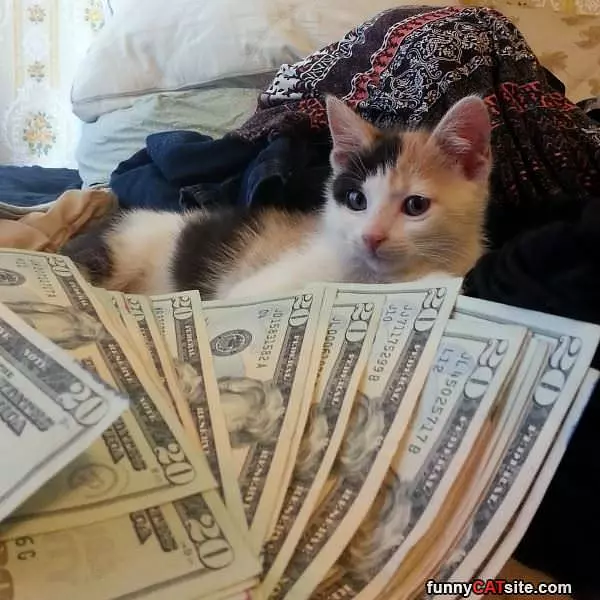 Cash Money