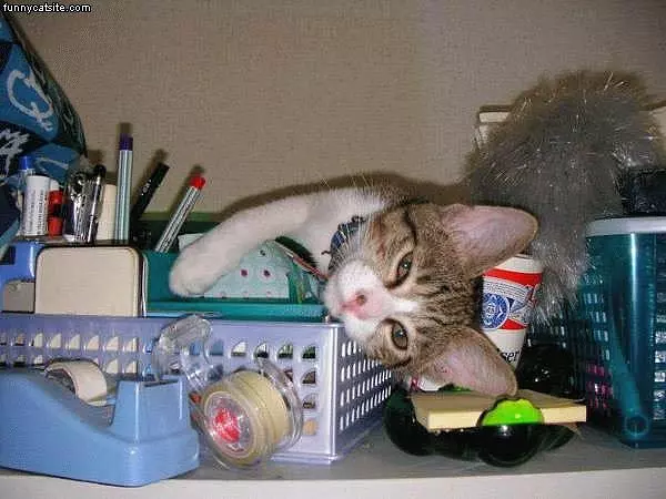 Kitten Supplies