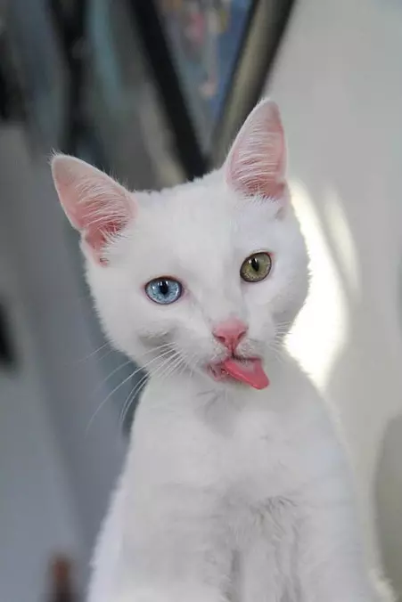 Tongue Out
