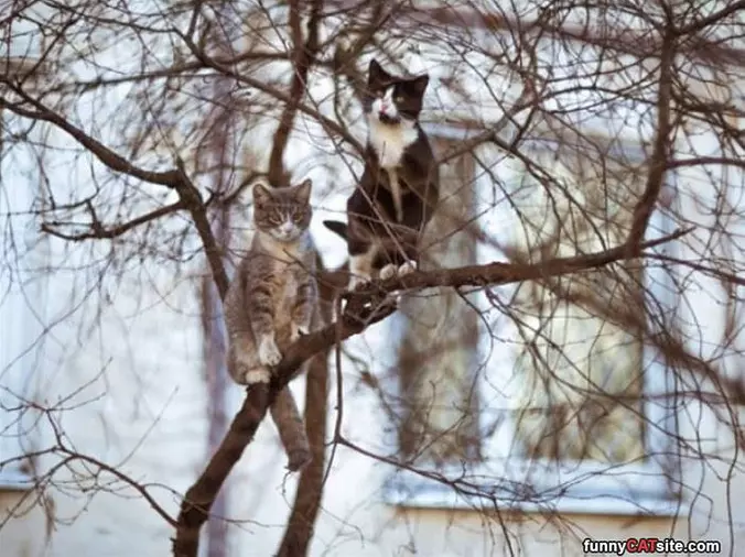 Tree Climber