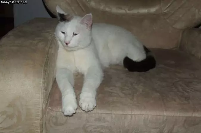 Its My Couch