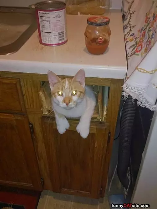 No Mice In Here