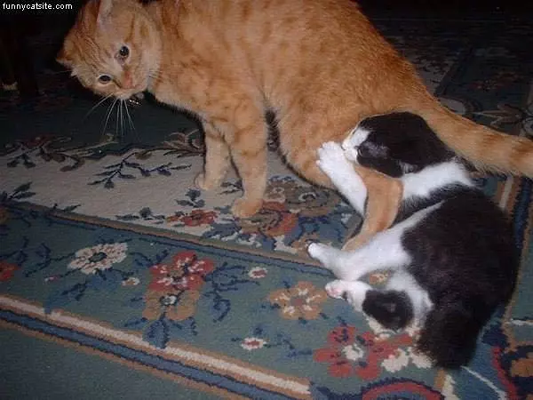 Cats Biting