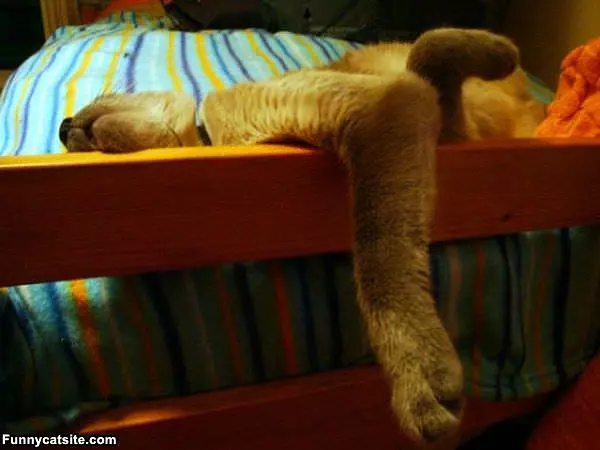 Lazy Days