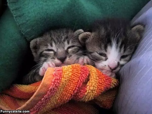 All Cuddled Up