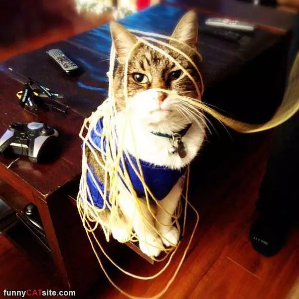 I Am Spaghetti Cat