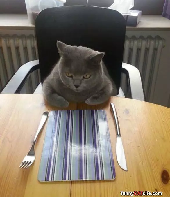 Feed Me Now