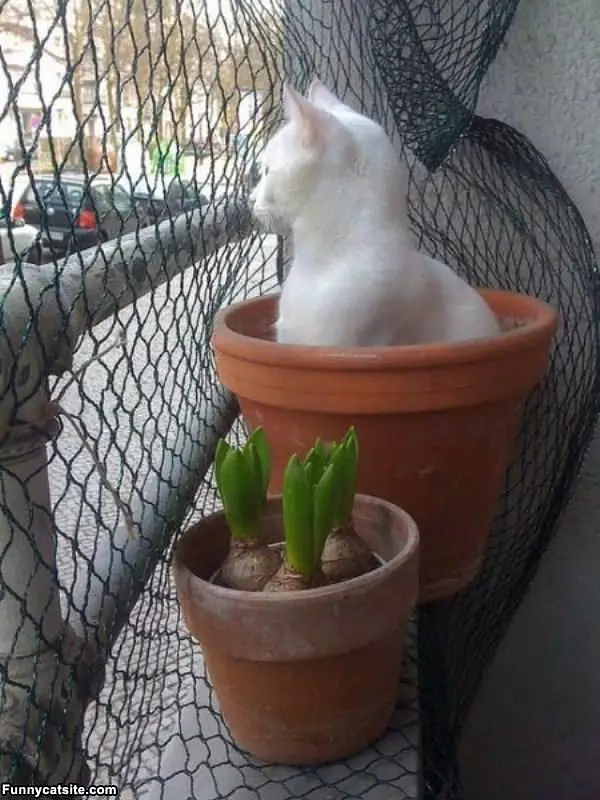 Potted Cat