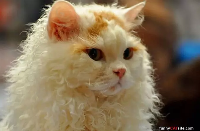 Fur Ball