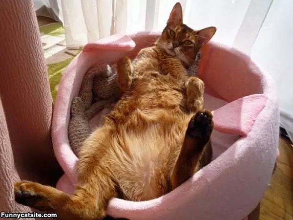 Having A Lazy Day
