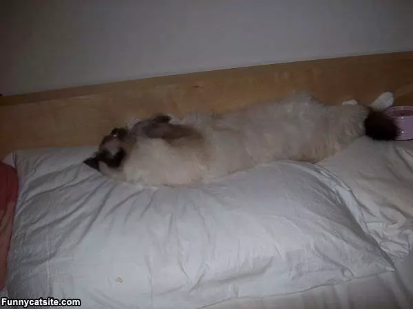 Some Back Sleeping
