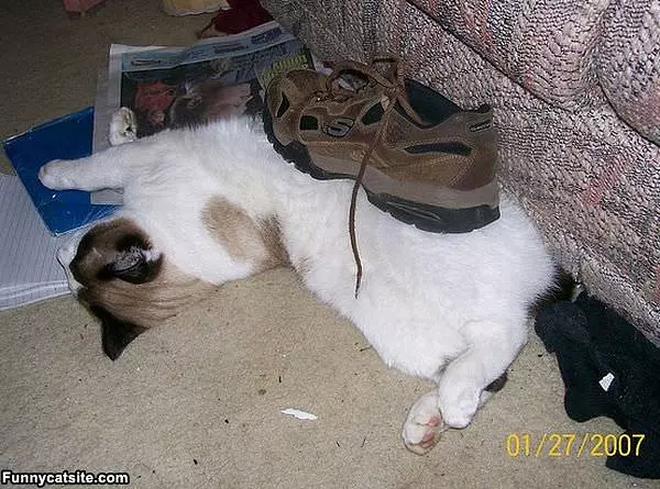 Thanks For The Shoe