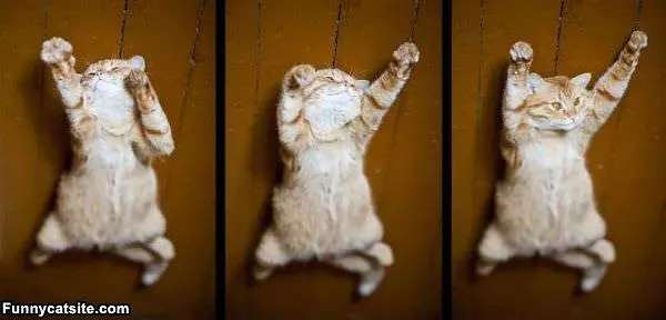 I Am Thiiis Big