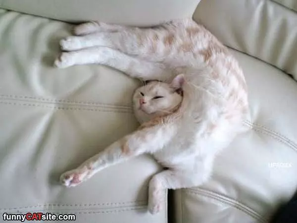 Circle Cat
