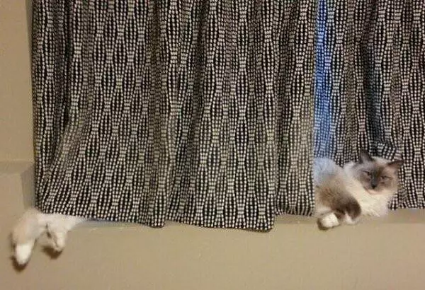 Very Long Cat