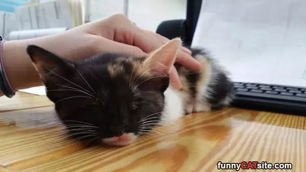 Pet Me