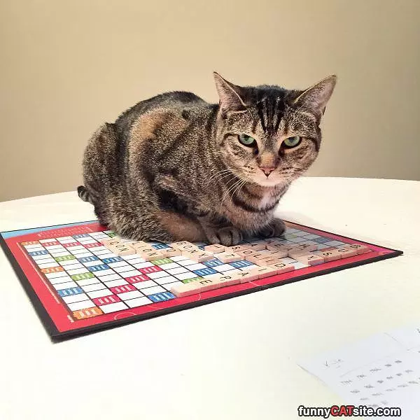 Sorry Game Is Over