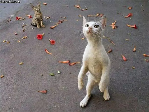 Zombie Cat Walks