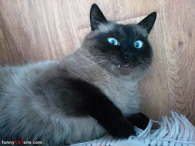 Whaaaaaaaa