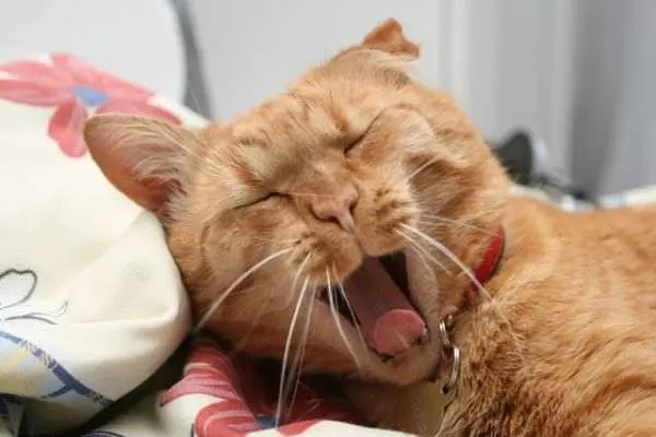Big Yawn